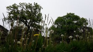 Edinburgh Friedhof und Blumenwiese