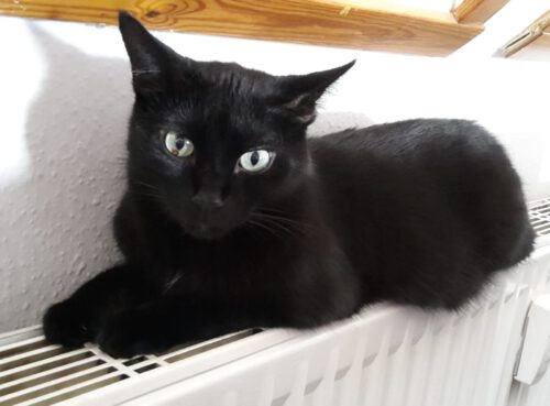 Schwarzer Kater Hades liegt auf einem Heizkörper und schaut nach vorne.