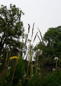 Hintergrundbild Edinburgh Friedhof und Blumenwiese